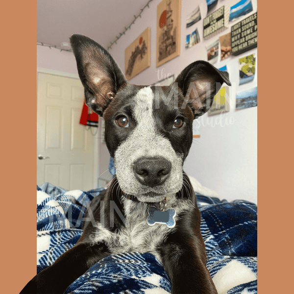 Custom Pet Portraits